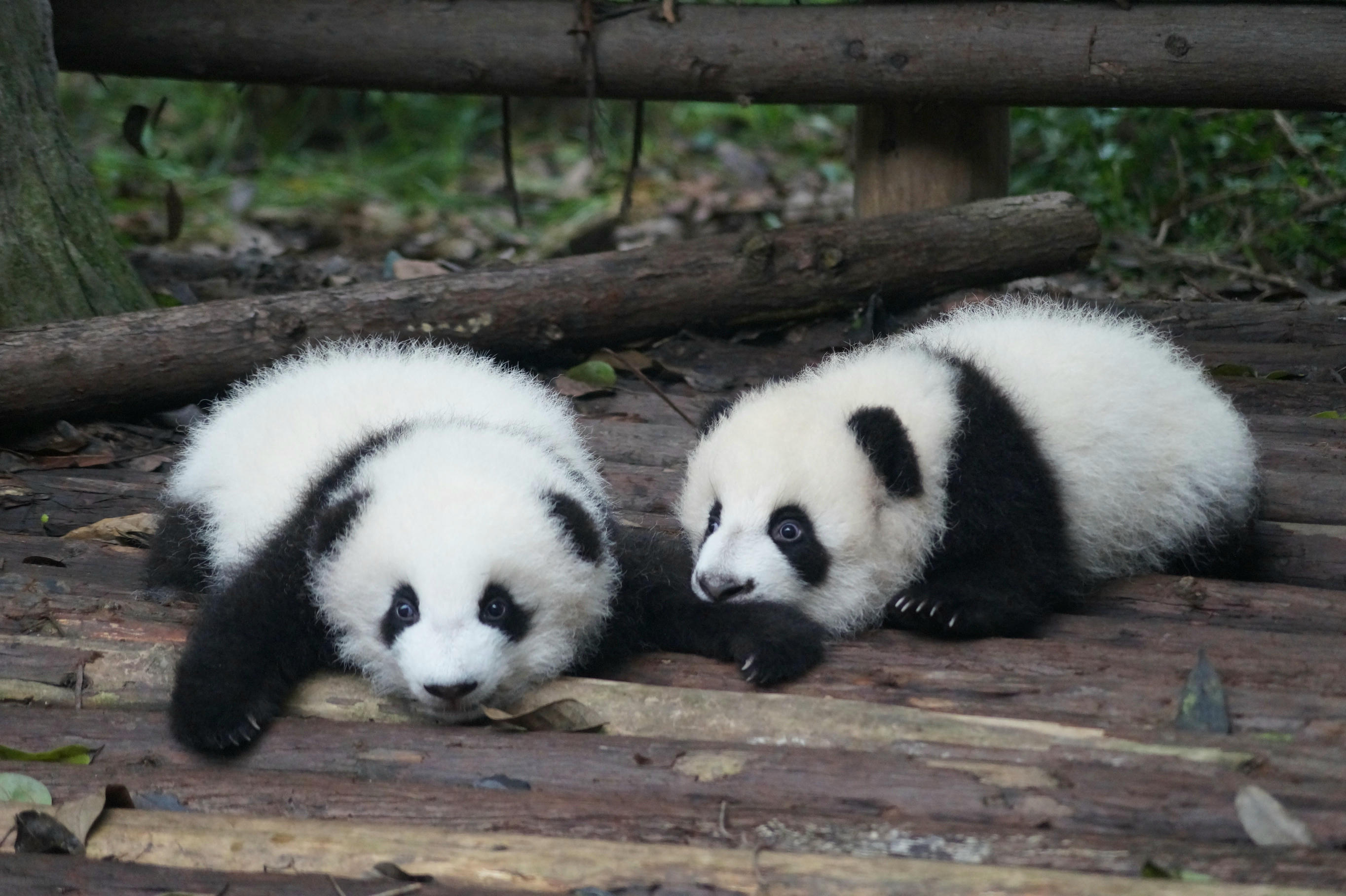 Panda experience
